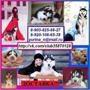 Милые,  хорошие,  голубоглазые щеночки хаски:) Продам!